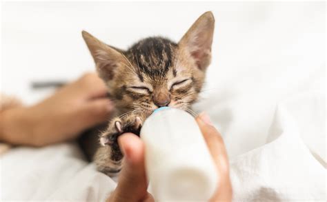 Illustration einer Person, die ein Kätzchen mit einer kleinen Flasche füttert.