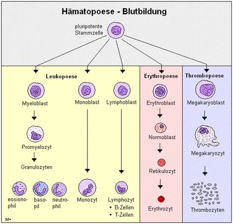 Schema der Blutbildung und Entstehung von AML durch Entartung unreifer myeloischer Zellen