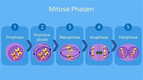 Infografik zur Darstellung der verschiedenen Phasen der AML-Chemotherapie