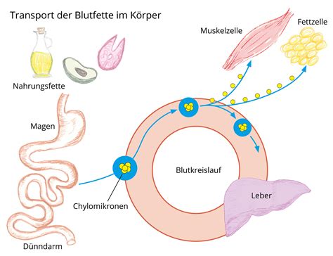 Infografik, die den Prozess der Milchresorption im Körper nach dem Abstillen erklärt