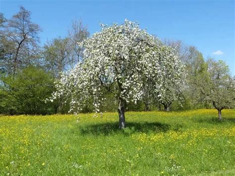 Ein blühender Apfelbaum der Sorte Elstar im Frühling mit zahlreichen weiß-rosa Blüten.