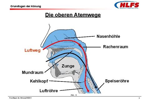 Grafik, die die Atemwege und Speiseröhre eines Babys zeigt, um die Sicherheit der Rückenlage zu erklären
