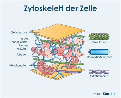 Grafik, die die Funktion des Transversusmuskels als Korsettmuskel illustriert.