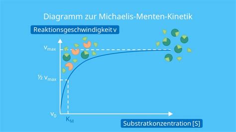 Grafik der Michaelis-Menten-Kurve, die die Substratsättigung zeigt