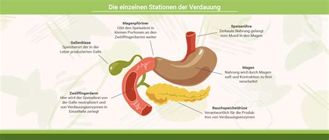 Schema der Verdauungsenzyme und ihrer Substrate