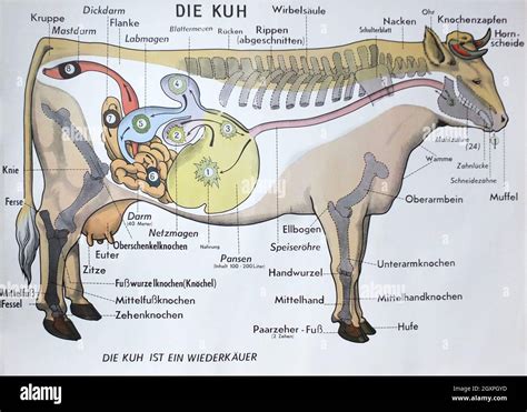 Schema der weiblichen Fortpflanzungsorgane der Kuh mit hervorgehobenen Eierstöcken