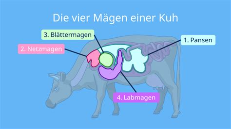 Schematische Darstellung des Eisprungs bei einer Kuh