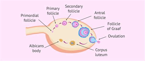 Stadien der Gelbkörperentwicklung (Corpus haemorrhagicum, Corpus luteum, Corpus albicans)