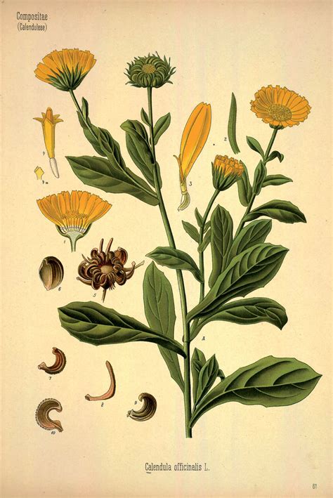 Illustration von Calendula (Ringelblume) und Stiefmütterchen, symbolisierend homöopathische Heilmittel