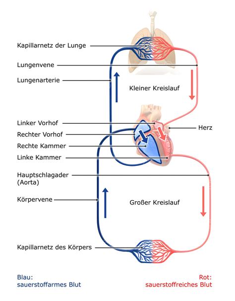 Schema, das den Weg der Bakterien von der Mundhöhle in den Blutkreislauf und den gesamten Körper darstellt.