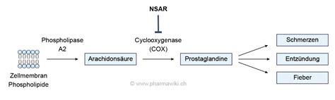 Schema, das die Wirkungsweise von Diclofenac und Misoprostol im Magen zeigt