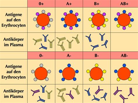 Schema zur Erklärung der Rhesus-Inkompatibilität und der Antikörperbildung.
