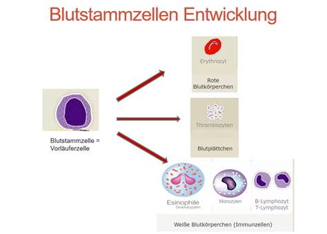 Illustration von Stammzellen, die sich in verschiedene Blutzellen differenzieren.