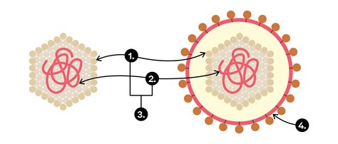 Schema des Eindringens und Vermehrens eines Virus in einer Körperzelle