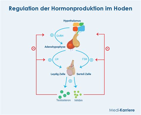 Schema der hormonellen Dysregulation beim PCO-Syndrom
