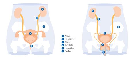 Illustration einer schwangeren Frau, die Bewegungen im Unterleib spürt, mit Fokus auf die Blase.