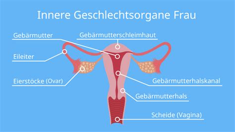 Schema des weiblichen Fortpflanzungssystems bei Hunden mit Beschriftung von Eierstöcken, Eileitern, Gebärmutterhörnern, Gebärmutterhals und Vagina.