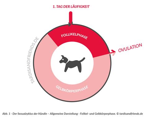 Grafische Darstellung des weiblichen Sexualzyklus bei Hunden mit den verschiedenen Phasen und Hormonverläufen.