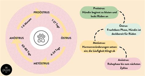 Illustration einer Hündin während der Geburt, die möglicherweise Schwierigkeiten hat, mit Hervorhebung der Anzeichen von Dystokie.
