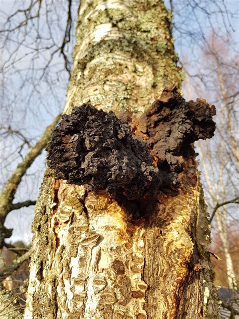 detailliertes Foto des Chaga-Pilzes am Baumstamm