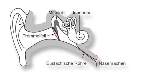 Schema der Anatomie des Mittelohrs und der Eustachischen Röhre, mit Hervorhebung der kürzeren und horizontaleren Position bei Kindern.