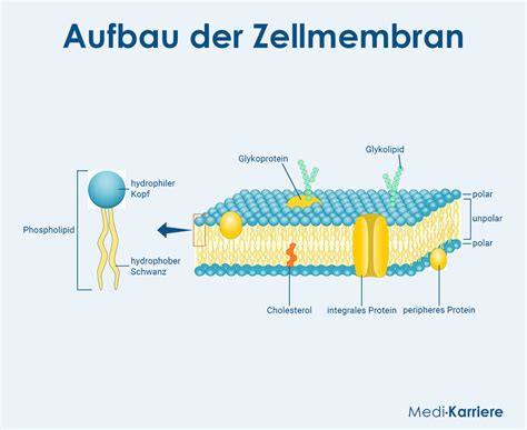 Schematische Darstellung des Caya Diaphragmas mit Beschriftung der einzelnen Bestandteile (Membran, Rand, Griffmulde, Griffnoppen)