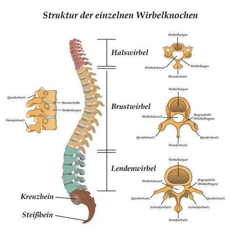 Schema, das die Anatomie der Wirbelsäule und des Beckens während der Schwangerschaft zeigt, mit Hervorhebung der Lendenwirbelsäule und der hormonellen Einflüsse.