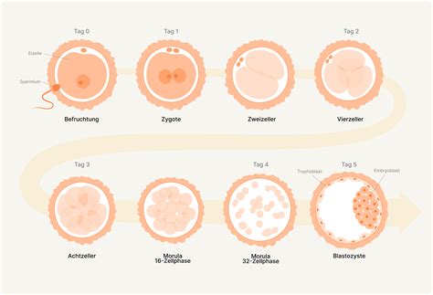 Schema des IVF-Prozesses mit den wichtigsten Schritten von der Eizellentnahme bis zum Embryotransfer