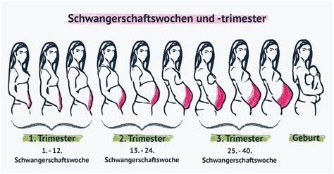 Grafik, die den typischen Körperumfang einer schwangeren Frau im Verlauf der SSW zeigt und den Zeitpunkt für die Nutzung eines stützenden Bauchbands hervorhebt.