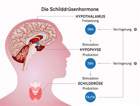 Schema der Schilddrüse und ihrer Hormone