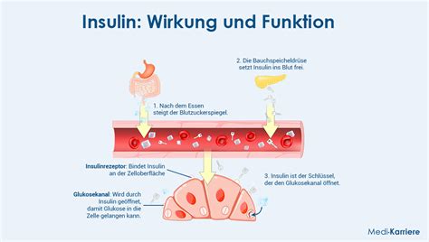 Grafik, die die Wechselwirkungen zwischen PCOS, Insulin und Schilddrüse darstellt