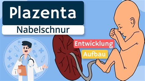 Illustration: Die Plazentahaftstelle