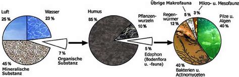 Schematische Darstellung der Bodenbestandteile: Mineralien, organische Substanz, Wasser und Luft.