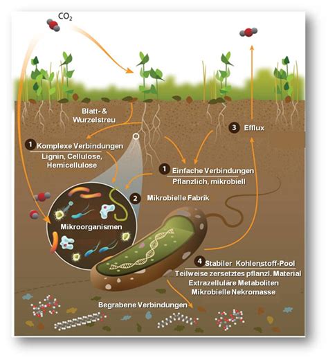 Bilder von verschiedenen Bodentieren und Mikroorganismen in einer Handvoll Erde.