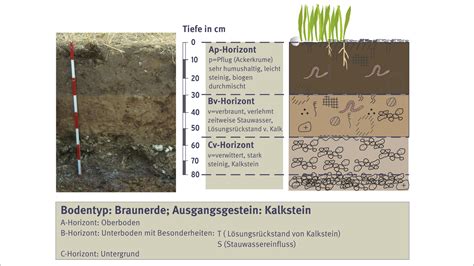 Vergleichende Darstellung verschiedener Bodentypen (z.B. Schwarzerde, Braunerde, Rendzina) mit ihren Eigenschaften.