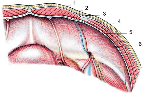 Grafik, die die verschiedenen Schichten der Bauchdecke zeigt und wie sie nach einem Kaiserschnitt heilen.