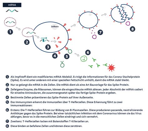 Schema, das die Funktionsweise von mRNA-Impfstoffen erklärt, ohne das genetische Material zu verändern