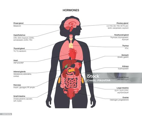 Schema der Hormonachse im weiblichen Körper