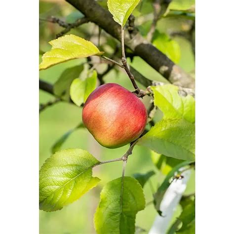 Eine reife Frucht des Apfels 'Elstar' mit charakteristischer gelb-roter Färbung.