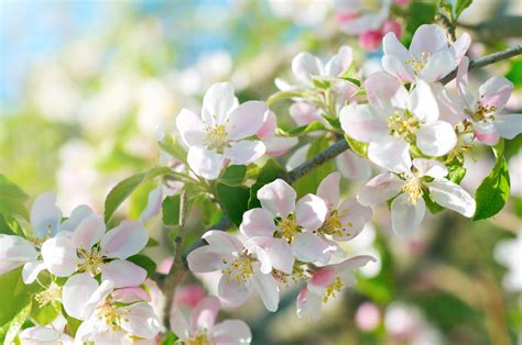 Ein Apfelbaum 'Elstar' im Frühling mit üppiger hellrosafarbener Blüte.