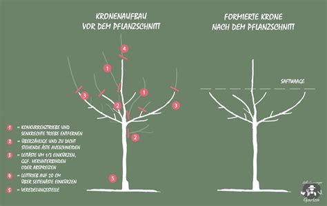 Schema einer korrekten Pflanzung eines Obstbaumes mit Gießrand.