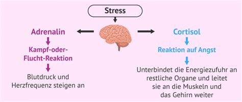 Infografik, die die indirekten Auswirkungen von Stress auf die Fruchtbarkeit darstellt