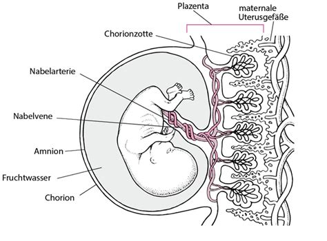Embryo in der Frühschwangerschaft mit wachsenden Organen und Gliedmaßen