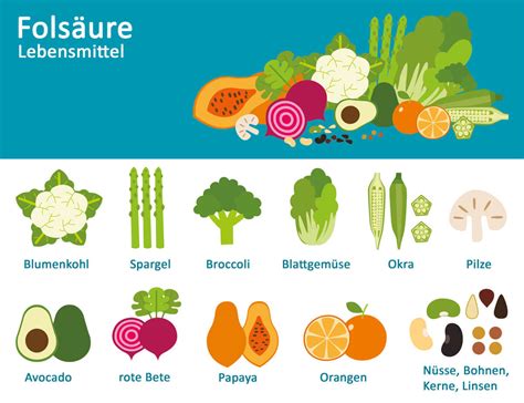 Illustration: Zellteilungsprozesse, bei denen Folsäure eine Rolle spielt