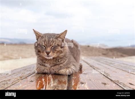 Nahaufnahme von rosa und blauen Deko-Schnullern, die auf einem Tisch arrangiert sind