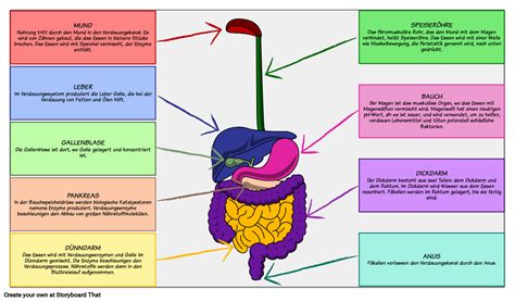 Schema des Verdauungssystems eines Babys mit Hervorhebung des Darms und der Bedeutung von Ballaststoffen