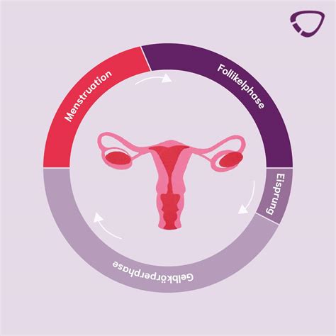 Grafische Darstellung verschiedener Zyklusstörungen (verkürzter, verlängerter, unregelmäßiger Zyklus)