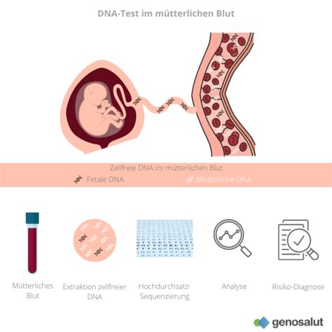 Schema des NIPT-Verfahrens: Entnahme von Blut, Analyse der fetalen DNA, Risikobewertung für Trisomien.
