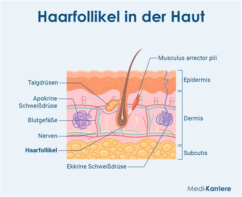 Schema der Haarfollikel mit verbesserter Durchblutung durch Minoxidil