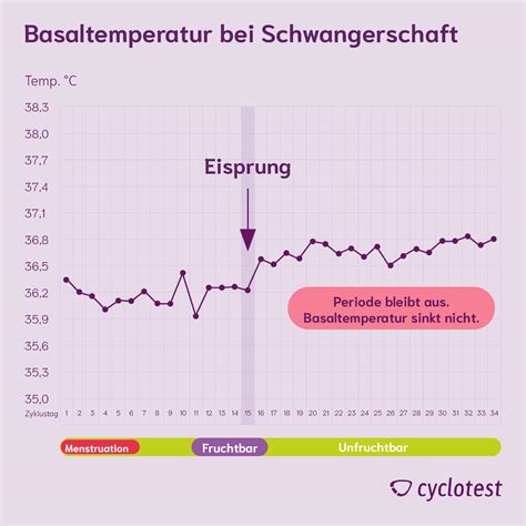 Infografik, die den typischen Verlauf der Basaltemperatur während des Menstruationszyklus zeigt, mit einem Anstieg nach dem Eisprung und einer Fortsetzung auf hohem Niveau bei Schwangerschaft.